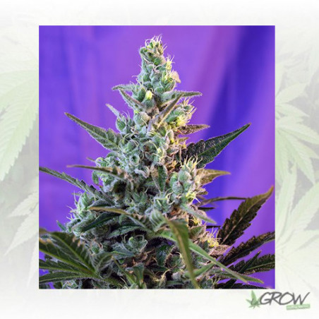 Sweet Skunk F1 Fast Version® Sweet Seeds - 5 Seeds