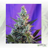Sweet Skunk F1 Fast Version® Sweet Seeds - 5 Seeds