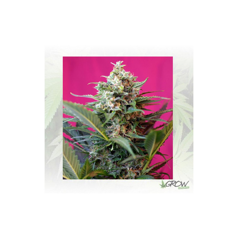 Big Devil XL Auto® Sweet Seeds - 100 Seeds