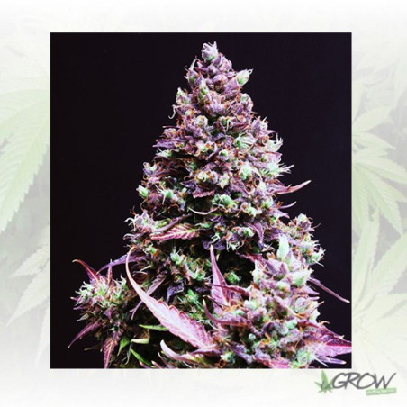 Cream Caramel Auto® Sweet Seeds - 25 Seeds