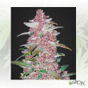 Blackberry Auto FastBuds - 3 Seeds