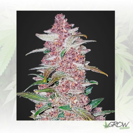Blackberry Auto FastBuds - 3 Seeds