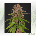 C4 Auto FastBuds - 1 Seed