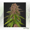 C4 Auto FastBuds - 1 Seed