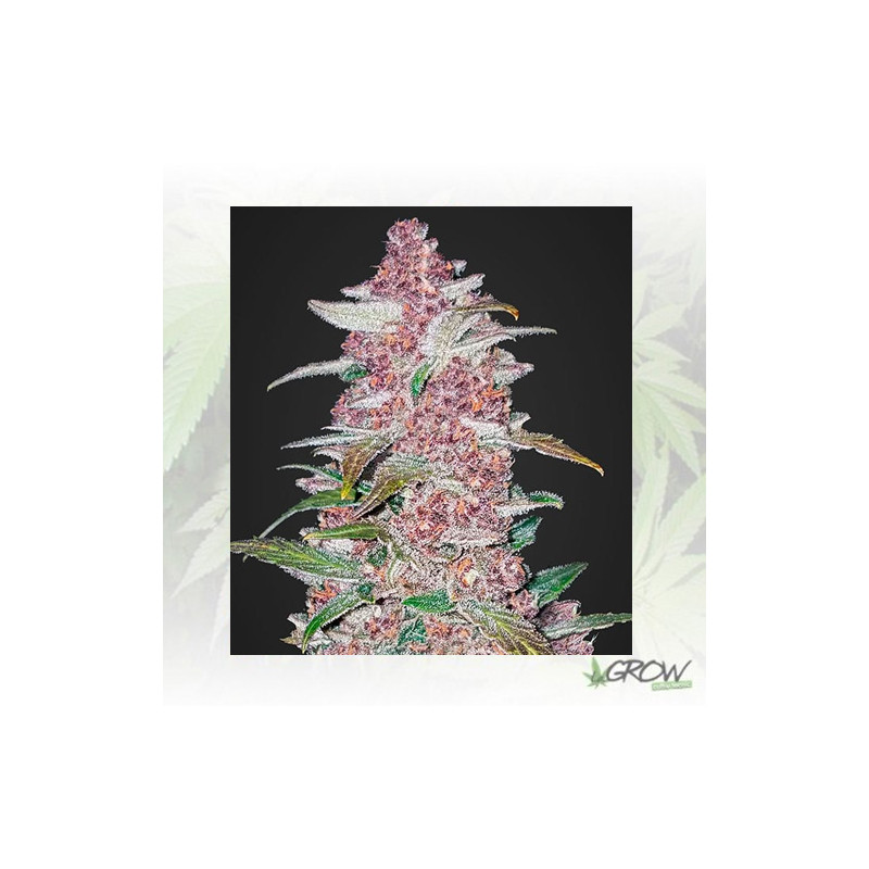 Blackberry Auto FastBuds - 1 Seed