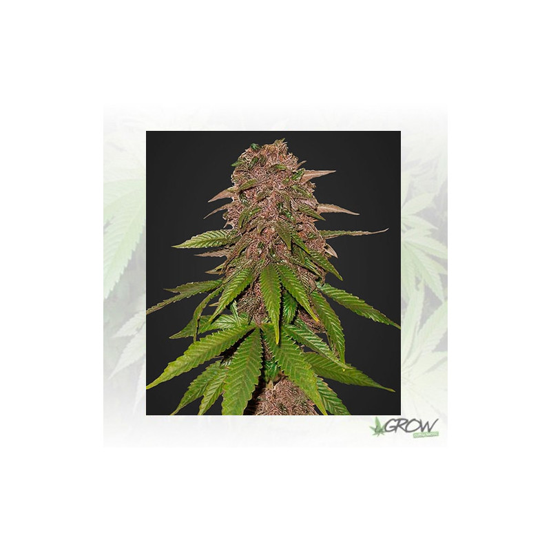 C4 Auto FastBuds - 3 Seeds