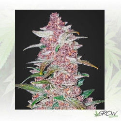 Blackberry Auto FastBuds - 10 Seeds
