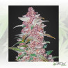 Blackberry Auto FastBuds - 10 Seeds