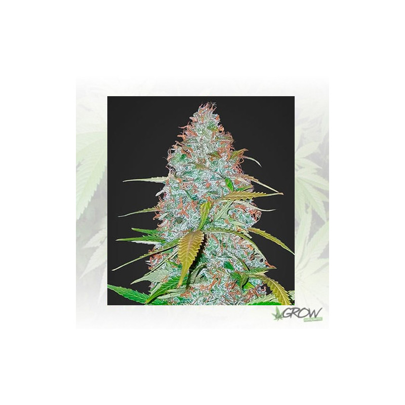 Californian Snow Auto FastBuds - 1 Seed
