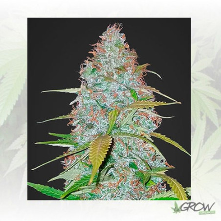 Californian Snow Auto FastBuds - 1 Seed