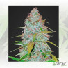 Californian Snow Auto FastBuds - 1 Seed