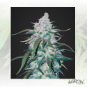 Pineapple Express FastBuds - 5 Seeds
