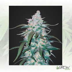 Pineapple Express FastBuds - 5 Seeds