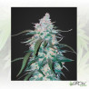 Pineapple Express FastBuds - 5 Seeds