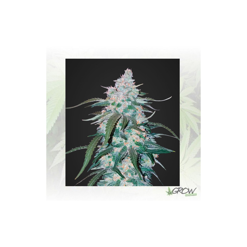 Pineapple Express FastBuds - 1 Seed