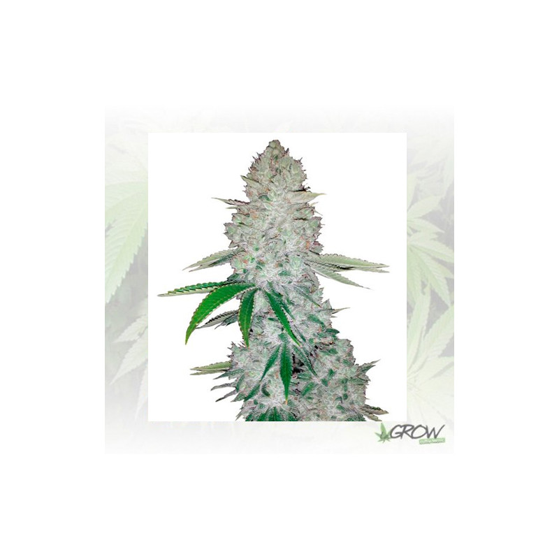 Gorilla Glue Auto FastBuds - 1 Seed