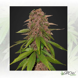 C4 Auto FastBuds - 5 Seeds