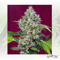 San Fernando Lemon Kush® Sweet Seeds - 3 Seeds