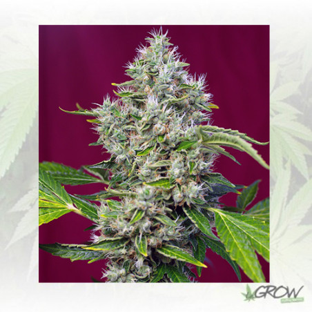 San Fernando Lemon Kush® Sweet Seeds - 3 Seeds