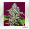 San Fernando Lemon Kush® Sweet Seeds - 3 Seeds