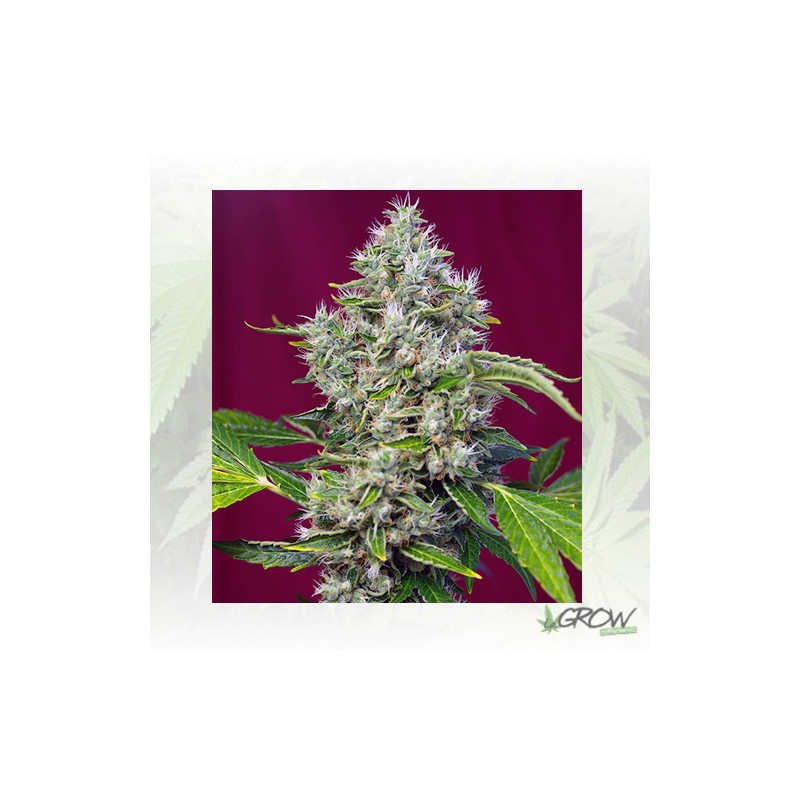 San Fernando Lemon Kush® Sweet Seeds - 5 Seeds