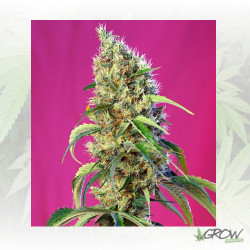 Black Jack CBD® Sweet Seeds - 3 Seeds