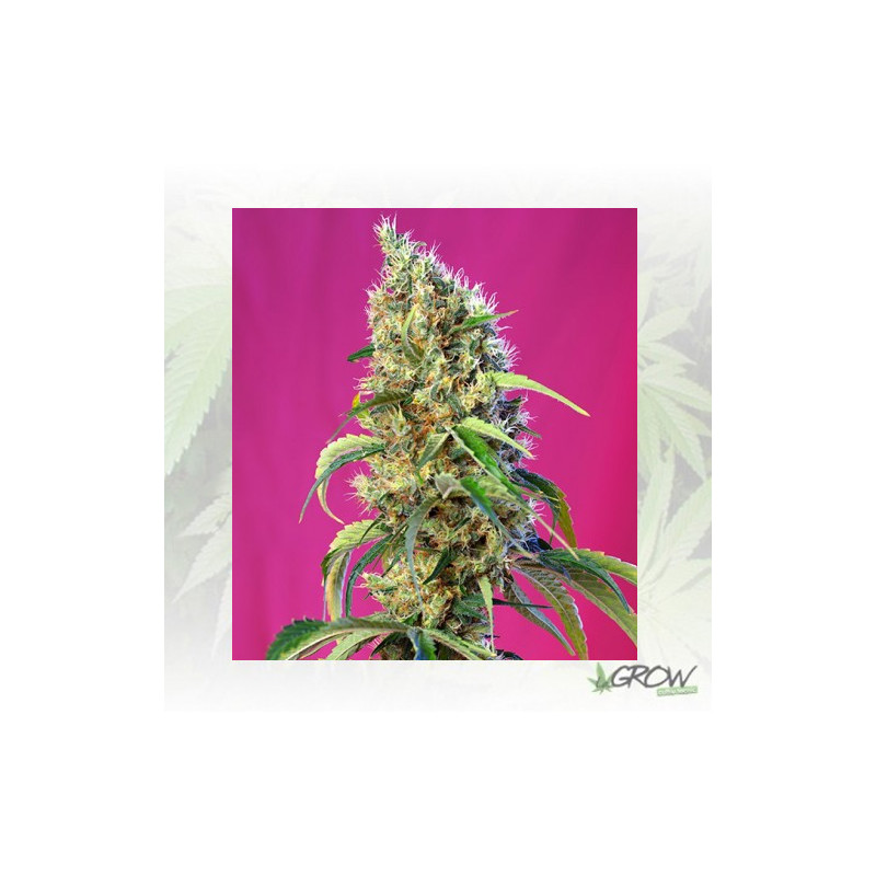 Black Jack CBD® Sweet Seeds - 3 Seeds