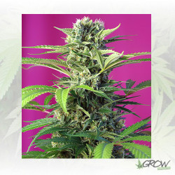 Chem Beyond Diesel® CBD Sweet Seeds - 5 Seeds