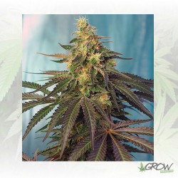 Cream Caramel CBD® Sweet Seeds - 3 Seeds
