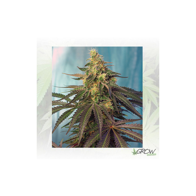 Cream Caramel CBD® Sweet Seeds - 3 Seeds