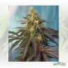 Cream Caramel CBD® Sweet Seeds - 3 Seeds