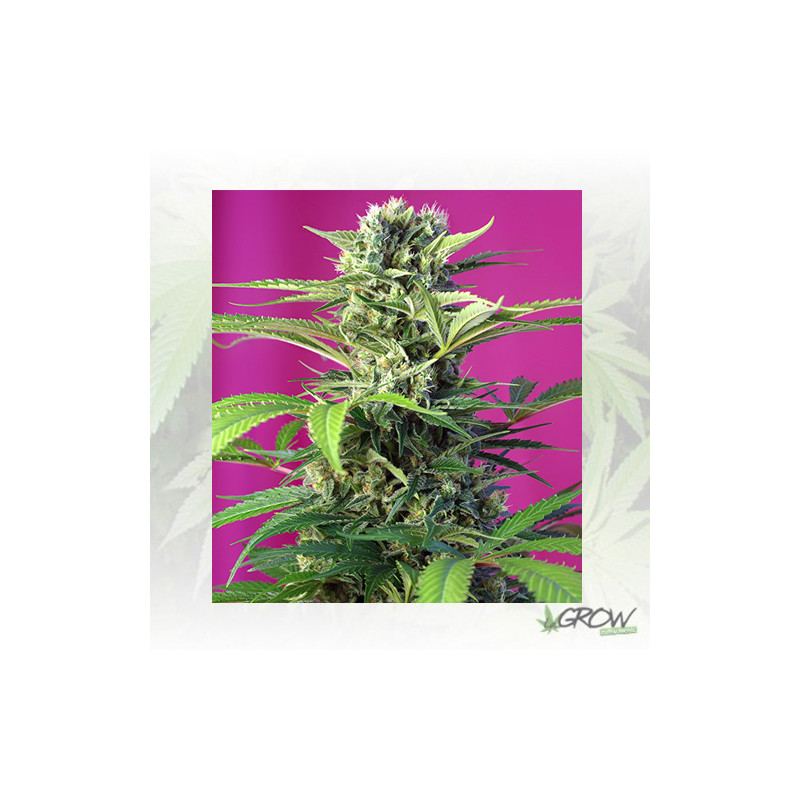 Chem Beyond Diesel® CBD Sweet Seeds - 3 Seeds