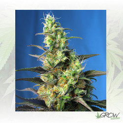 Ice Cool CBD® Sweet Seeds - 5 Seeds