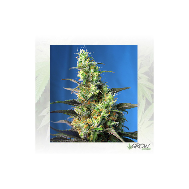 Ice Cool CBD® Sweet Seeds - 5 Seeds