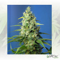 Honey Peach Auto CBD® Sweet Seeds - 5 Seeds