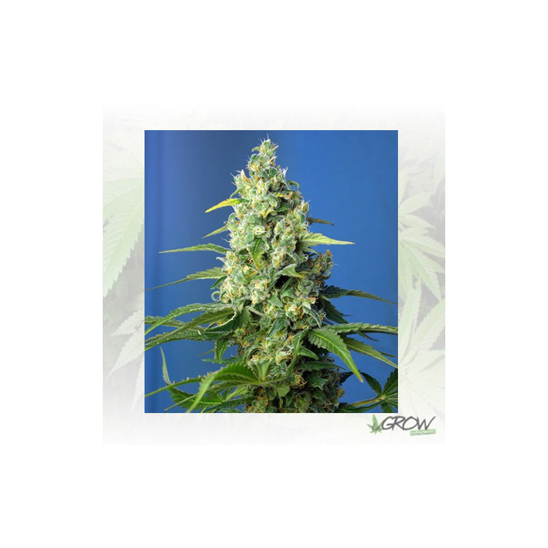 Honey Peach Auto CBD® Sweet Seeds - 5 Seeds