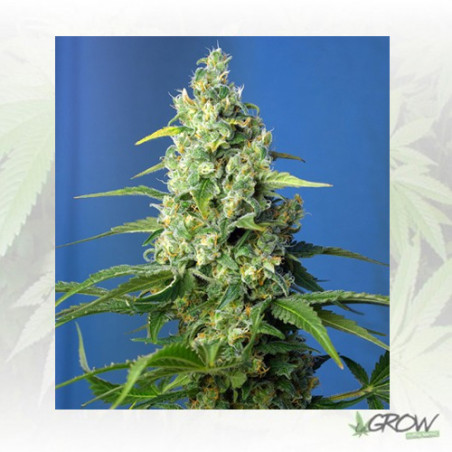 Honey Peach Auto CBD® Sweet Seeds - 5 Seeds