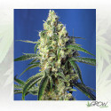 Green Poison CBD® Sweet Seeds - 3 Seeds