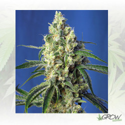 Green Poison CBD® Sweet Seeds - 3 Seeds