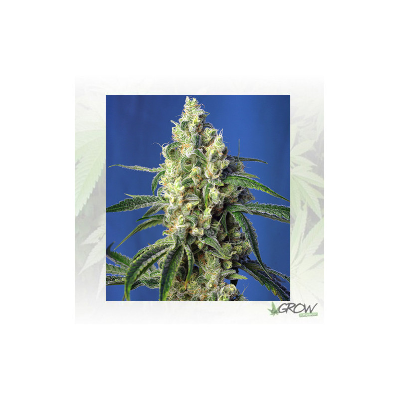 Green Poison CBD® Sweet Seeds - 3 Seeds