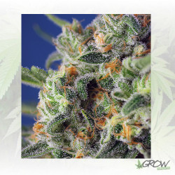 Sweet Pure CBD® Sweet Seeds - 5 Seeds