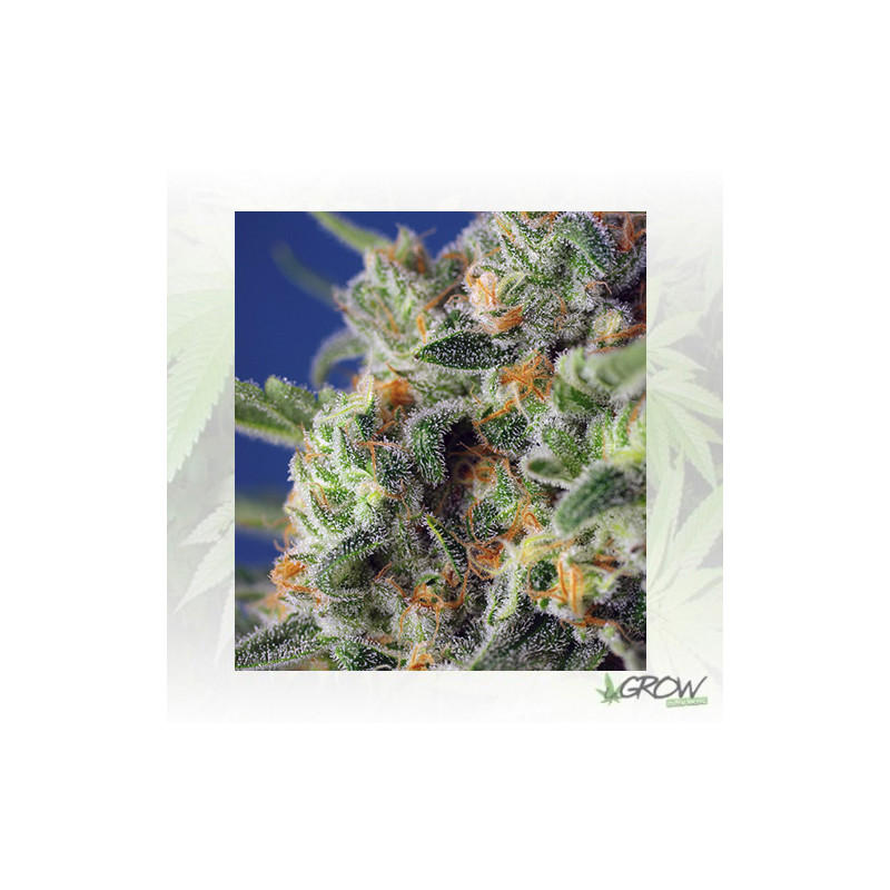 Sweet Pure CBD® Sweet Seeds - 5 Seeds