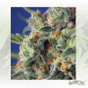 Sweet Pure CBD® Sweet Seeds - 5 Seeds