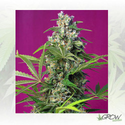 Gorilla Girl® Sweet Seeds - 5 Seeds