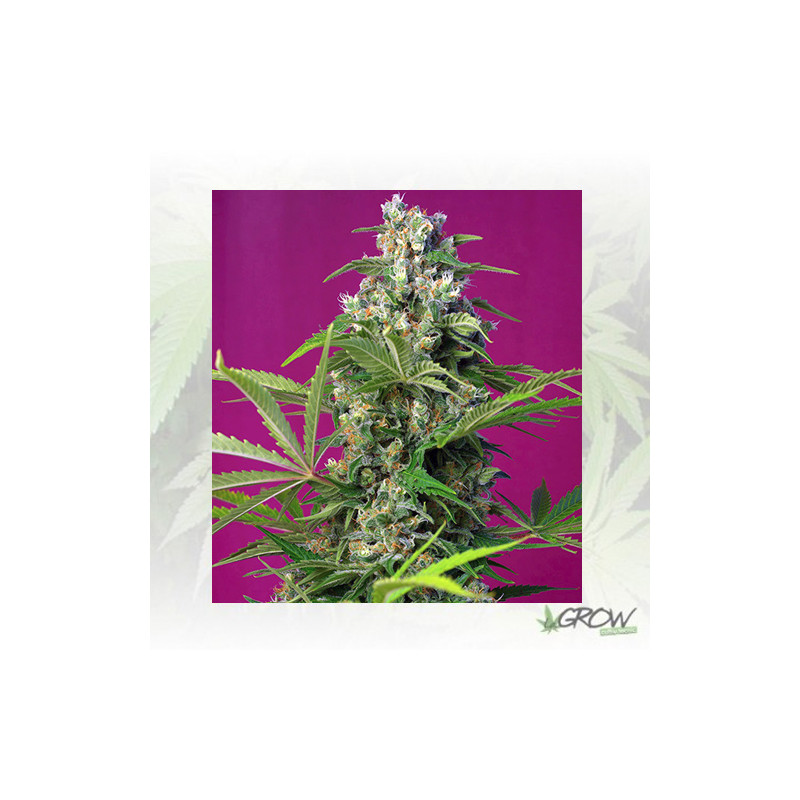 Gorilla Girl® Sweet Seeds - 3 Seeds