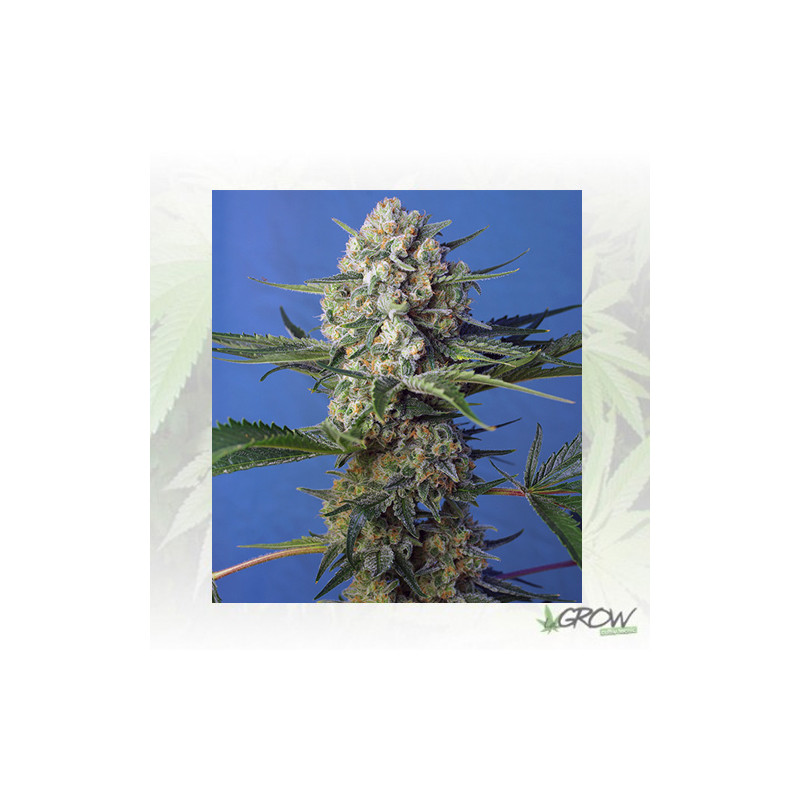 Crystal Candy F1 FV® Sweet Seeds - 5 Seeds