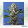 Crystal Candy F1 FV® Sweet Seeds - 5 Seeds