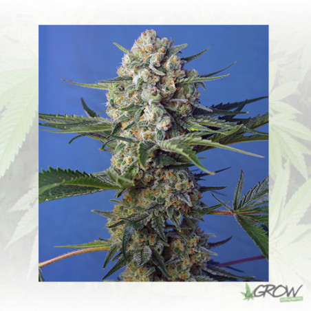 Crystal Candy F1 FV® Sweet Seeds - 3 Seeds
