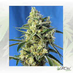 Sweet Amnesia Haze® Sweet Seeds - 5 Seeds