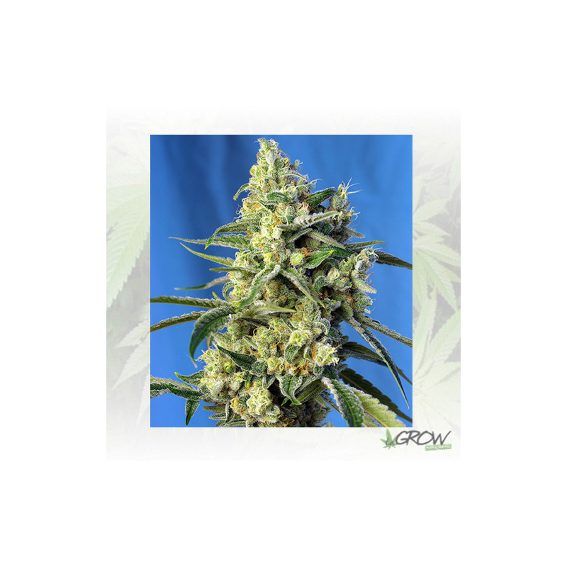 Sweet Amnesia Haze® Sweet Seeds - 5 Seeds